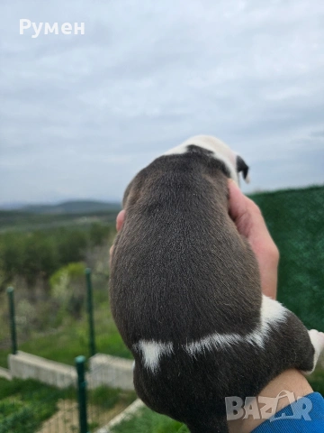 Американски стафордшир териер , снимка 9 - Американски стафордширски териер - 54059702