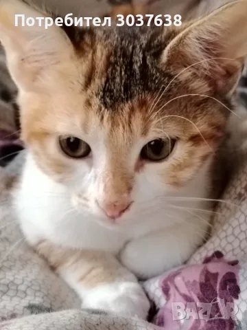 Две прекрасни котенца, снимка 5 - Други - 55276289