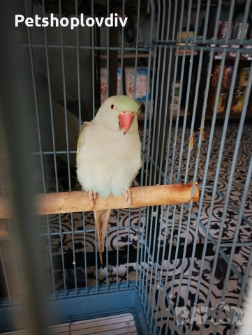 Лично предаване (или посочете град, ако е възможно)., снимка 3 - Папагали - 54099812