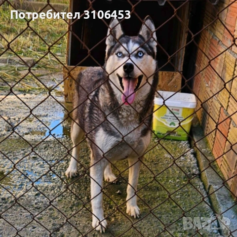 Хъски женско