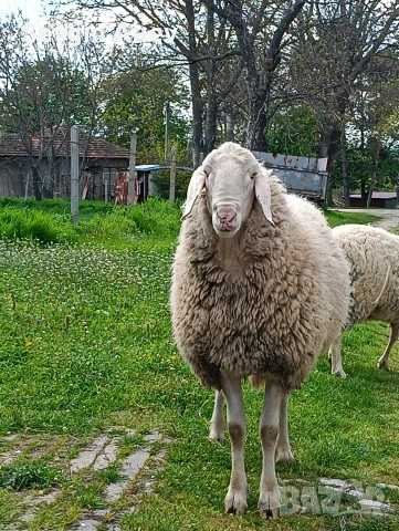 Продавам коч