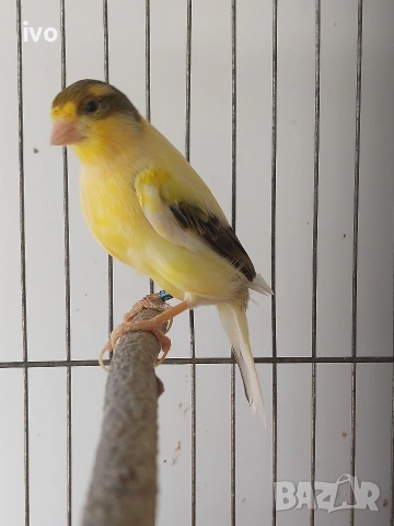 мъжко канарче Орфей, канар, снимка 4 - Канари - 54092115