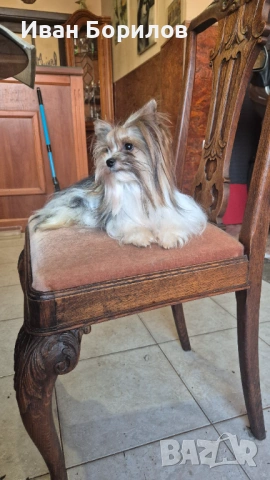 Biewer terrier , снимка 3 - Йоркширски териер - 54321410