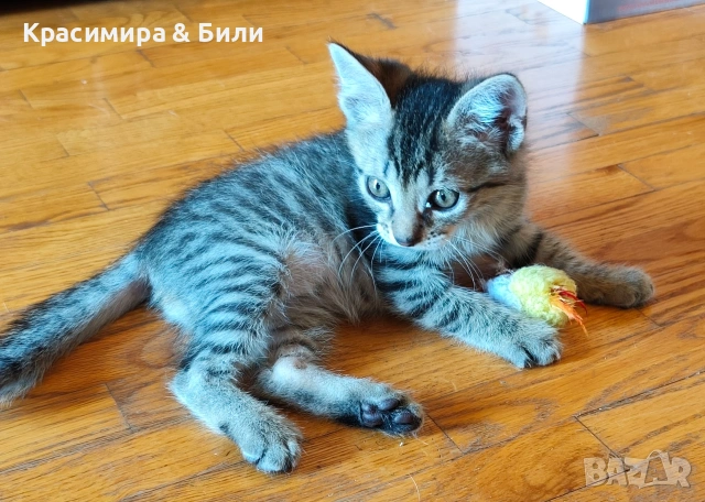 Малки котенца търсят дом, снимка 8 - Други - 54719885