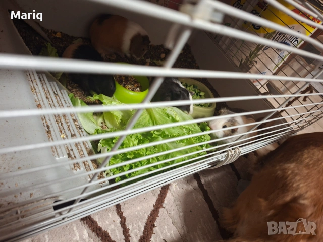 Малки морски свинчета, снимка 3 - Морски свинчета - 54177163