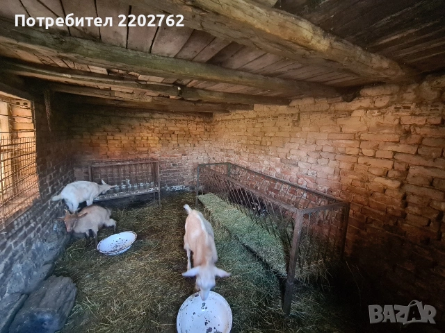 Продавам ярета , снимка 5 - Кози - 55073558