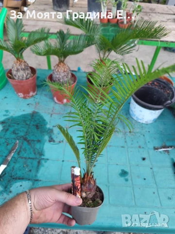 Цикас палма , снимка 7 - Декорация за дома - 54031988