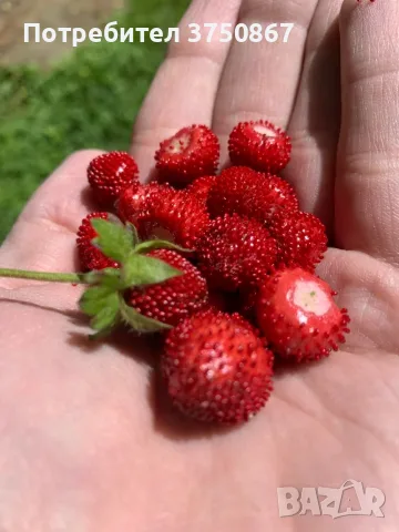 🍓🌿🍓 Декоративна ягода – Duchesnea indica 🍓(Индийска ягода, Фалшива ягода), снимка 2 - Градински цветя и растения - 55372613
