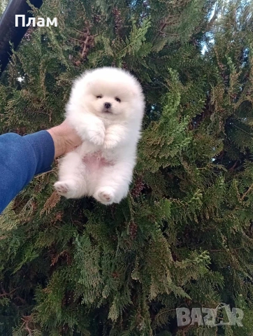 Мъжки и женски Померани.Реални снимки !, снимка 3 - Померан - 54105762