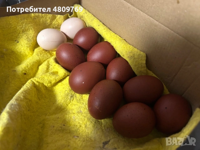 Едноседмични пилета от порода Маран и Австралорп, снимка 6 - други­ - 54477965