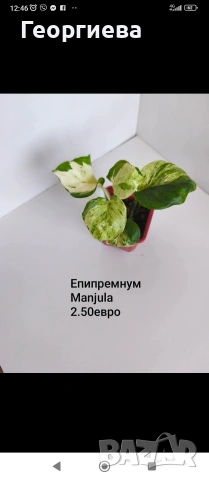 декоративно листни растения , снимка 18 - Стайни растения - 54615459