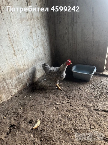 Млади петлета Амрок и Орбинктон 6 месеца, снимка 2 - Кокошки и пуйки - 54083511