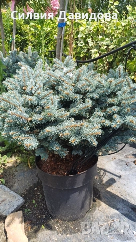 Глаука глобоза Glauca globosa, снимка 6 - Градински цветя и растения - 55227366
