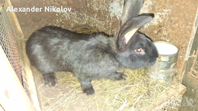 Немски пъстър великан., снимка 3 - Други - 54415798