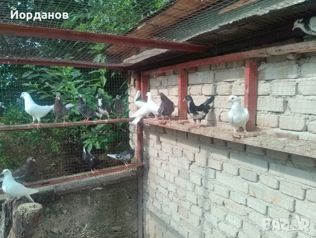 Продавам пазарджишки гълъби, снимка 5 - Гълъби - 54780576