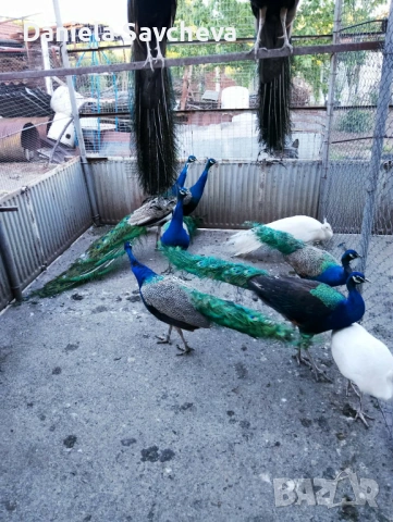 Пауни, снимка 6 - други­ - 54744449