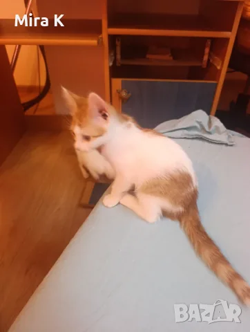 Малки  Котета момиченца, снимка 2 - Други - 55589346