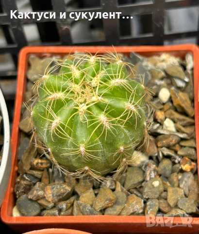 Кактус Oroya Peruviana var minima , снимка 7 - Градински цветя и растения - 54593992