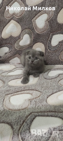 Британски котета , снимка 5 - Британска късокосместа - 54335462