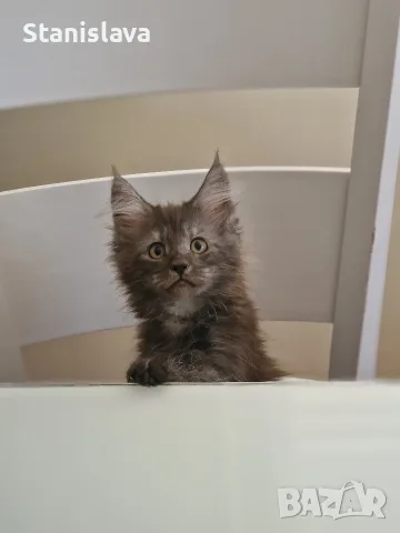 котенца Мейн Куун, снимка 7 - Мейн кун - 55670869