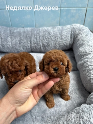 Той Пудел/Toy Poodle, снимка 3 - Пудели - 53826351