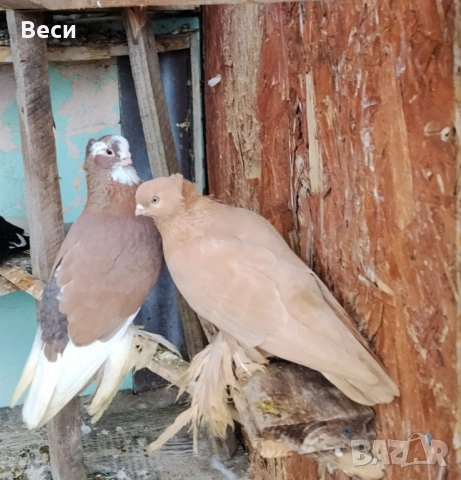 Продавам чифт узбекски и мъжки