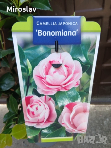 Камелия (Шарена), снимка 7 - Градински цветя и растения - 54199675