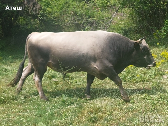 бикове и крави за продан, снимка 4 - Крави - 53992281