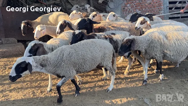 Продавам стадо от 240 овце - млади, здрави и добре гледани, снимка 5 - Овце - 55331380