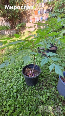 Продавам декоративно растение Китайски мехурник (Koelreuteria paniculata)