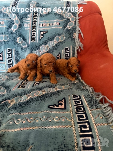 Той пудели ред априкот , снимка 4 - Пудели - 54313703