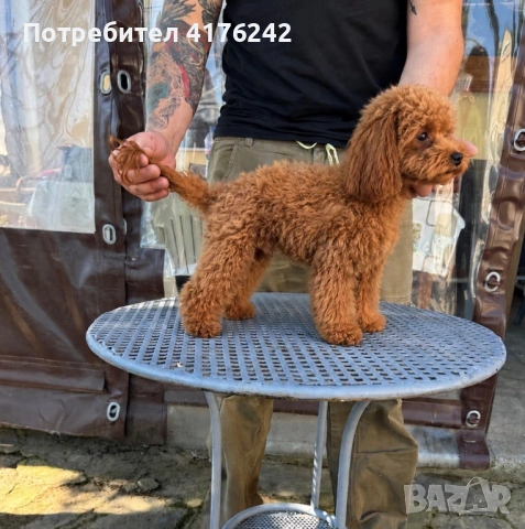 Тийкъп 2г,1,9кг,23см.