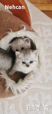 Късокосместа британска сребърна чинчила , снимка 6 - Британска късокосместа - 54361421