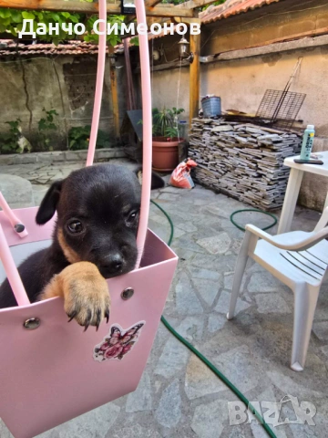 Продавам малки пинчери 🌸