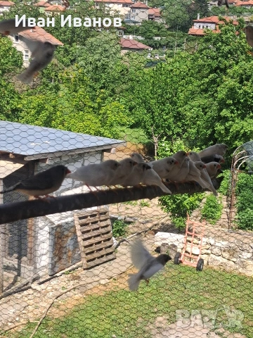 Зеброви амадини - финки, снимка 12 - Амадини - 54532205