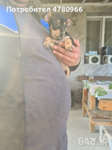 Продавам пинчер, снимка 2 - Пинчер - 54012390