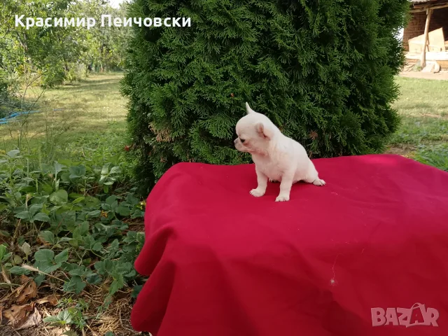 женско чихуахуа. , снимка 5 - Чихуахуа - 55371298