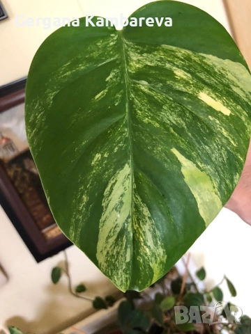 Резник monstera Aurea variegated 