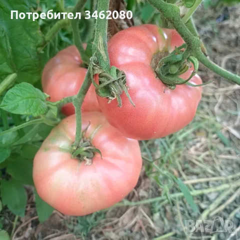 Продавам Розов домат, снимка 11 - Разсади - 55340415