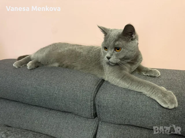 британски. 2 котки мъжко и женско, снимка 3 - Британска късокосместа - 55476096