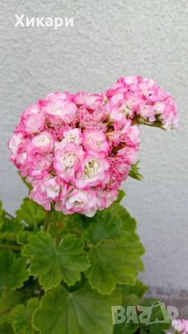 Сортово мушкато Pelargonium Appleblossom rosebud, снимка 4 - Стайни растения - 55299219