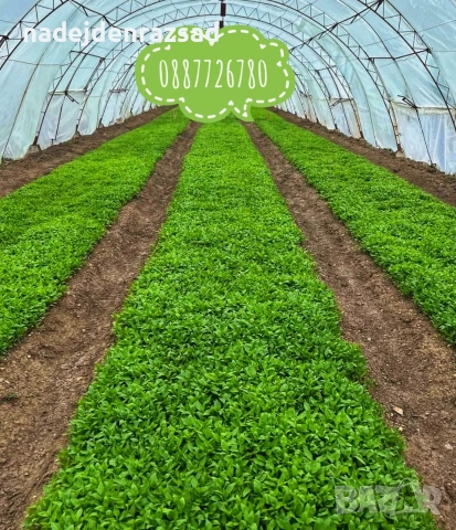 Разсад пипер, чушки, снимка 6 - Разсади - 54218205