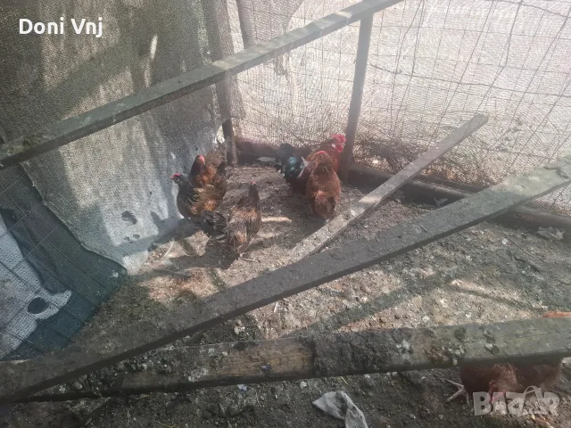 Декоративни кокошки, снимка 8 - Кокошки и пуйки - 55467504