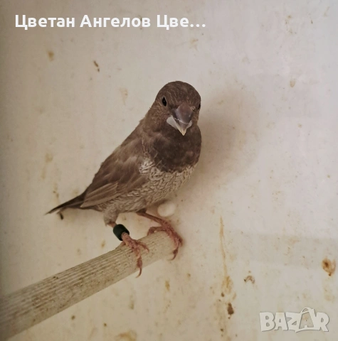 Продавам японски амадини, снимка 6 - Папагали - 54395530