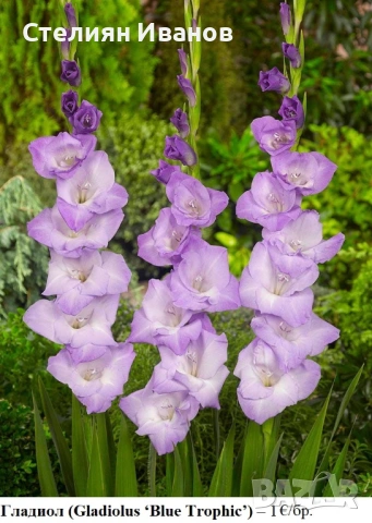 Гладиол (Gladiolus ‘Blue Trophic’) - грудки