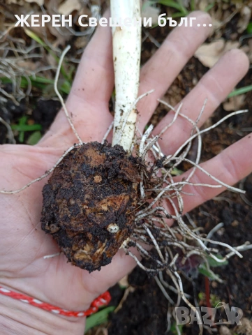 Змийска хурка — хемороиди, миоми,  язви — пресни грудки, снимка 3 - Други стоки за дома - 53952339