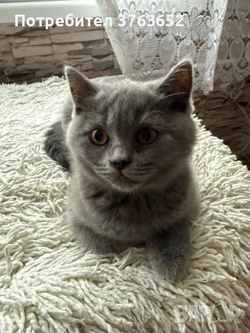 Малка британка