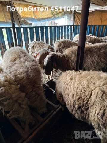 Продавам млади овце , снимка 8 - Овце - 54182180