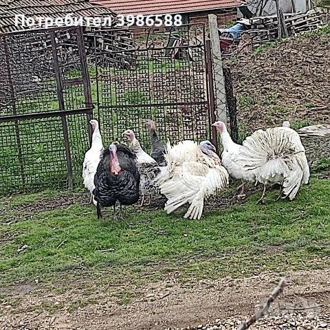 Пуйки, снимка 7 - Кокошки и пуйки - 54385894