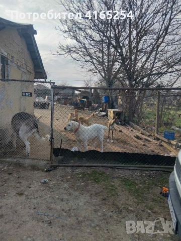 Кученца (алабай) на 40 дни, снимка 9 - Алабай - 54767434